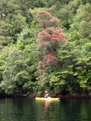 Kayak rower under New Zealand Christmas Tree