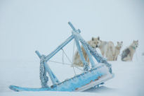 Dogsledging and whale watching, Greenland